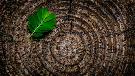 gallery/abstract_brown_flora_green_leaf_nature_pattern_photographic_composition_rings_rough_stump_texture_tree_tree_stump_trunk_wood_wooden_1280x720